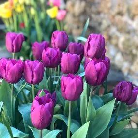 Purple Prince Tulip (Tulipa Purple Prince) Img 4